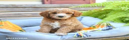 Cavapoo dogs for sale: Warrior - Ad 2