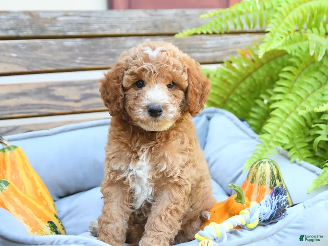 Cavapoo dogs for sale: Warrior - Ad 2