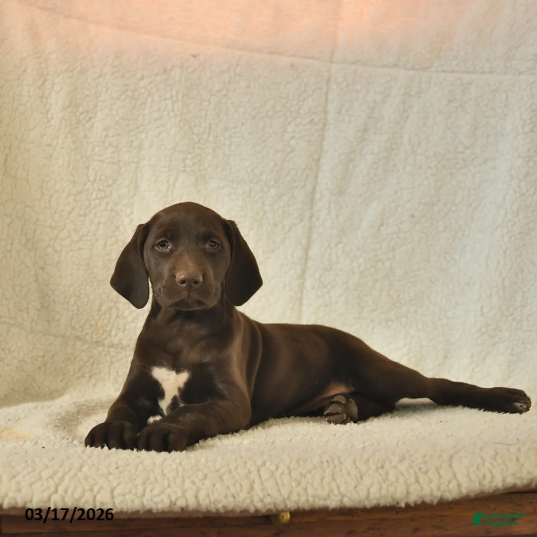 German Shorthaired Pointer dogs for sale: Marigold  - Ad 5