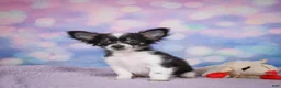 Chihuahua dogs for sale: winston - Ad 9