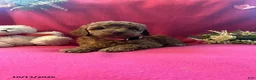 Cockapoo dogs for sale: Shylow - Ad 2