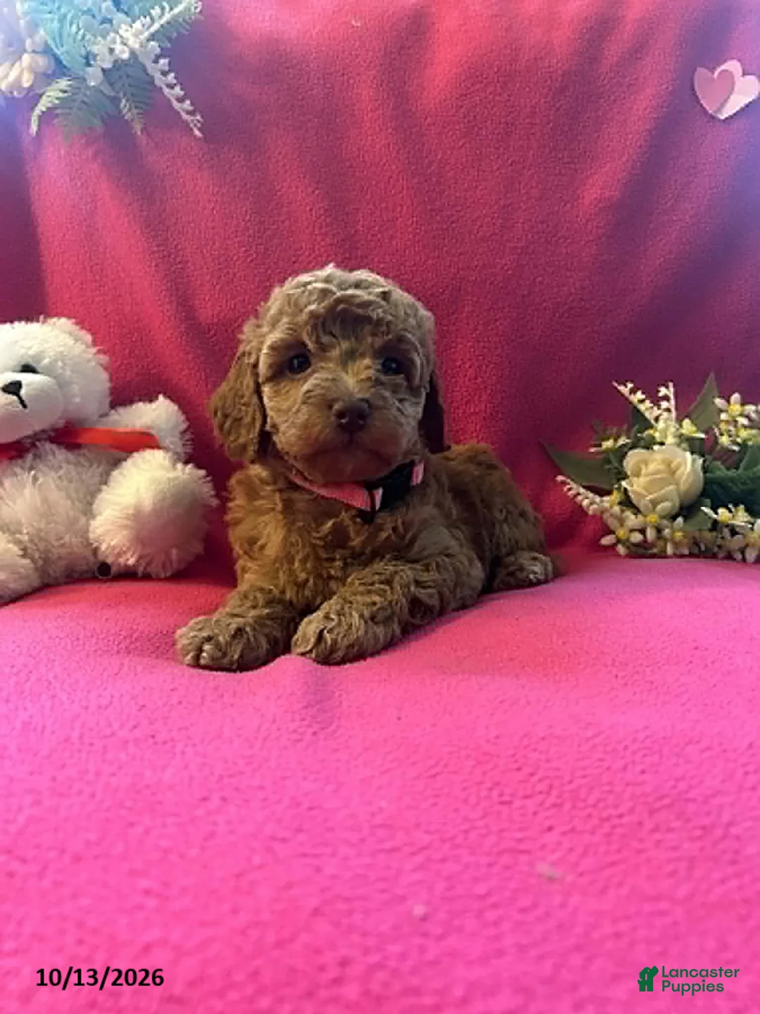 Cockapoo dogs for sale: Shylow - Ad 2
