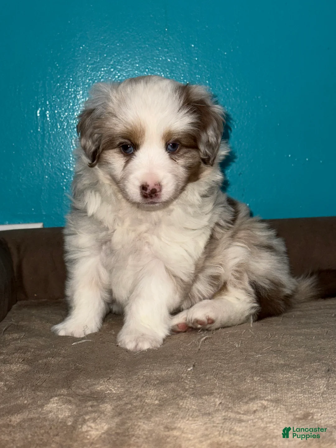 Toy Australian Shepherd dogs for sale: Eve  - Ad 2