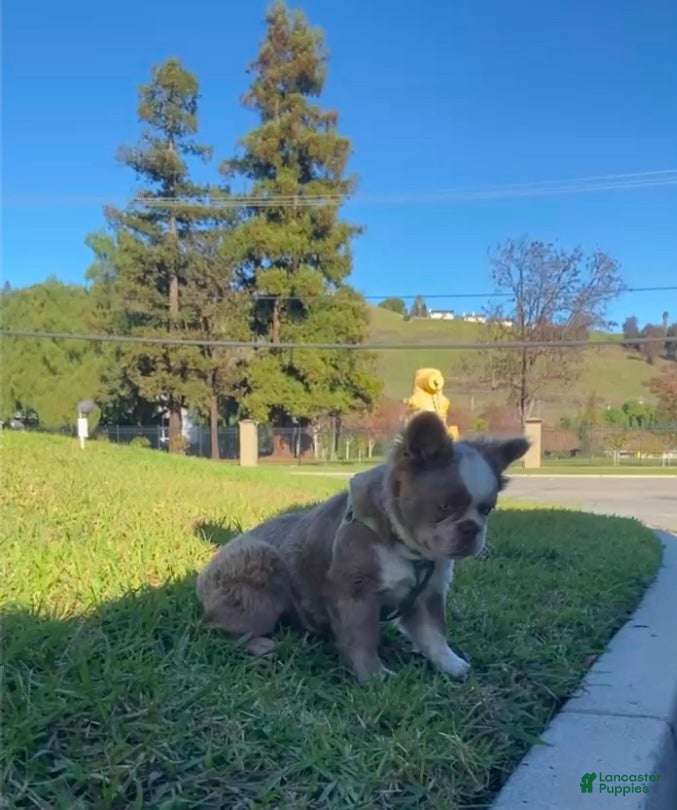 French Bulldog dogs French Bulldog Puppy 1 - Ad 2