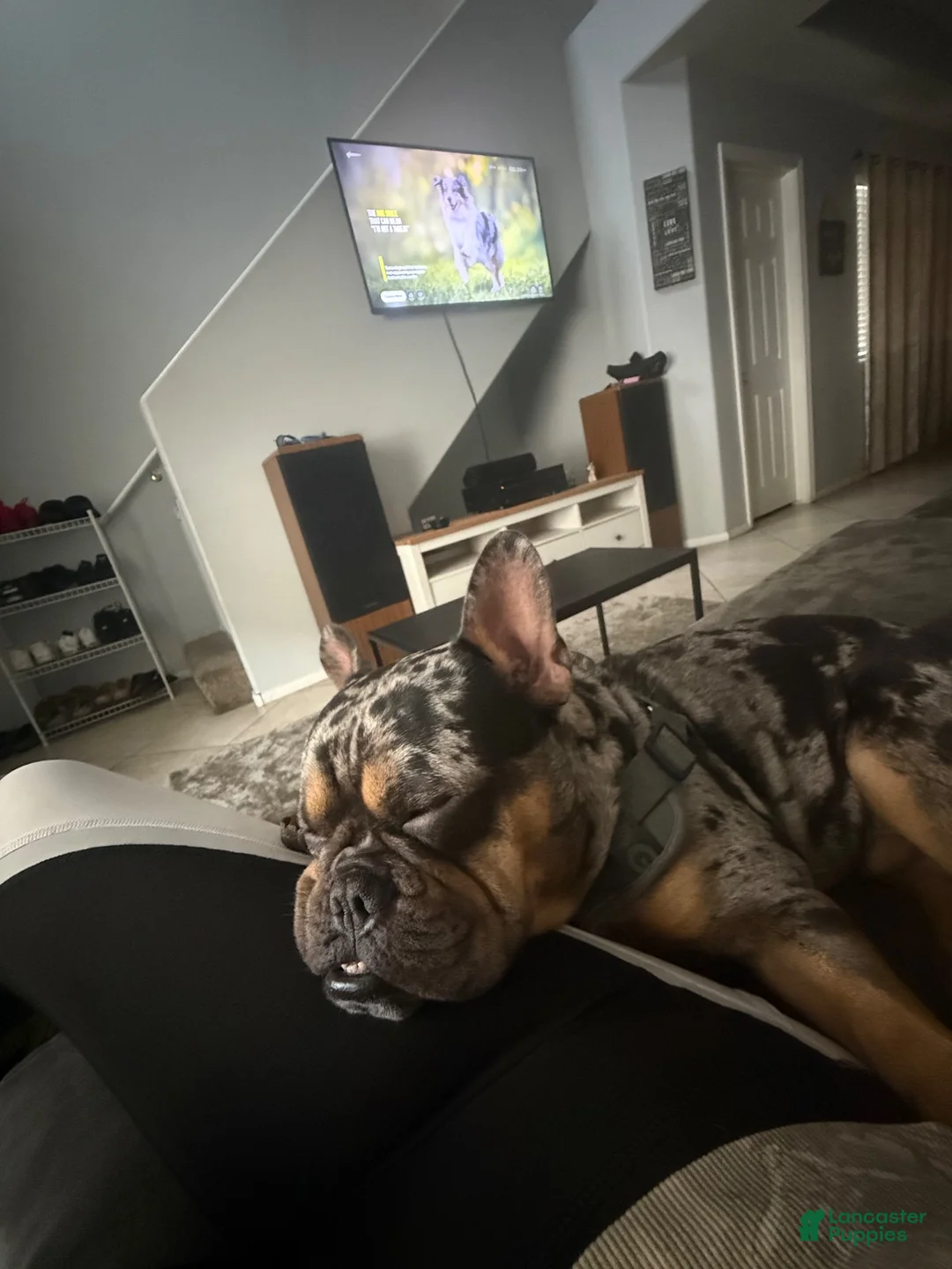 French Bulldog dogs for sale: French Bulldog 1 - Ad 2