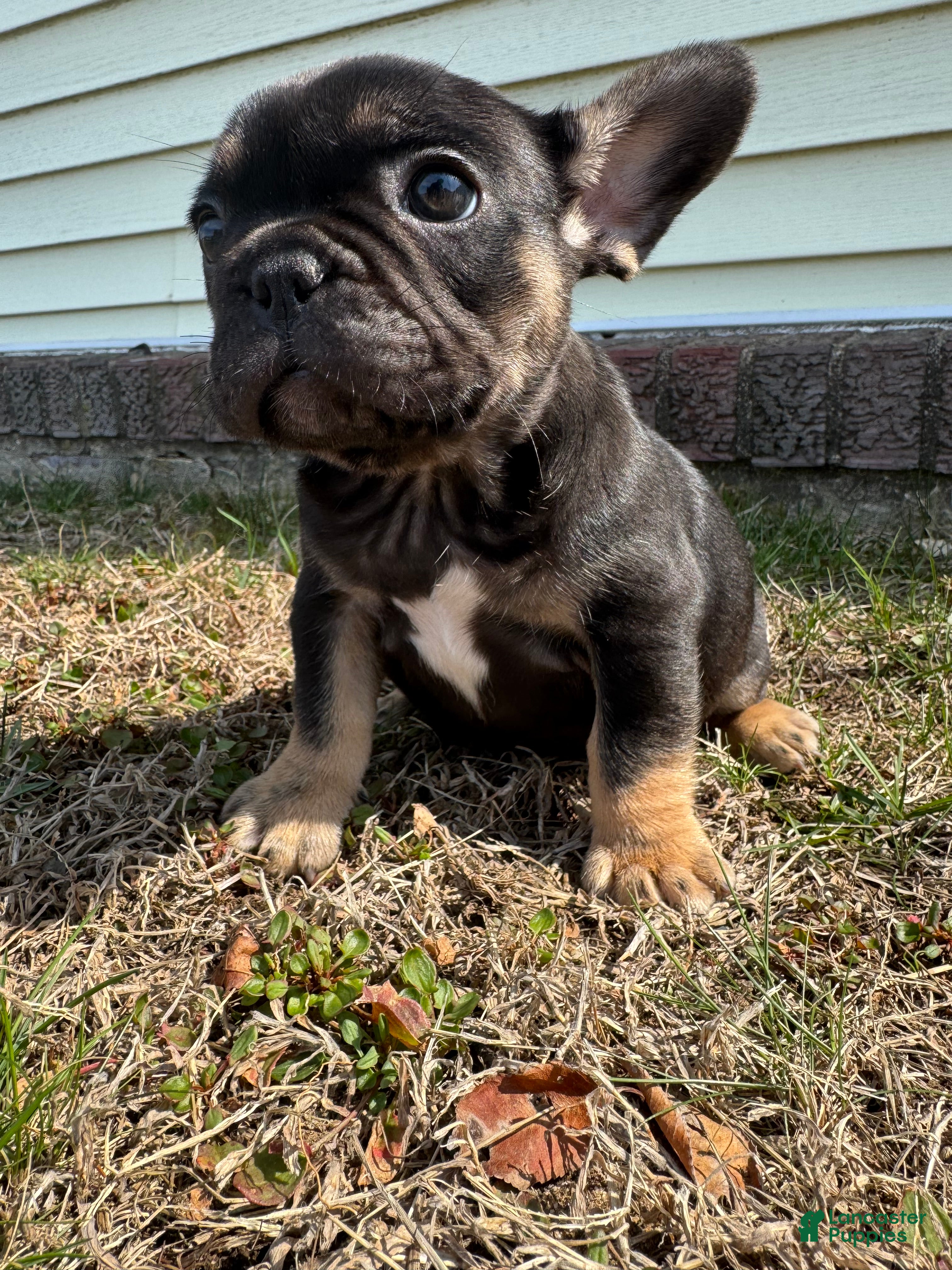 French Bulldog dogs Venus - Ad 1