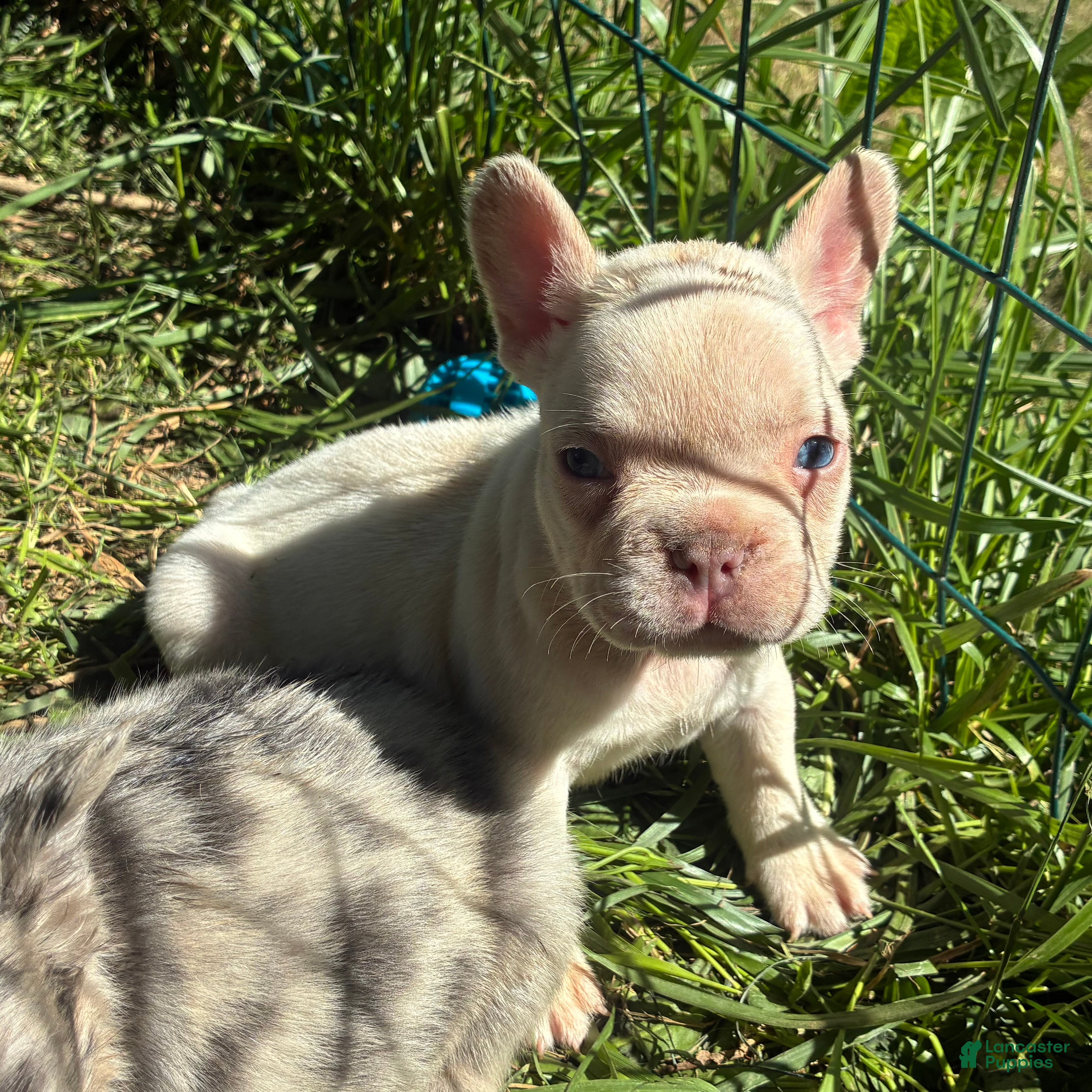 French Bulldog dogs French Bulldog Puppy 6 (standard fur potential pink/albino) - Ad 2