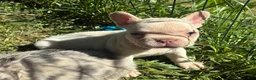 French Bulldog dogs for sale: French Bulldog Puppy 6 (standard fur potential pink/albino) - Ad 2