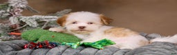 Havanese dogs for sale: Eggnog - Ad 7