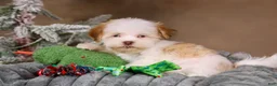 Havanese dogs for sale: Eggnog - Ad 15