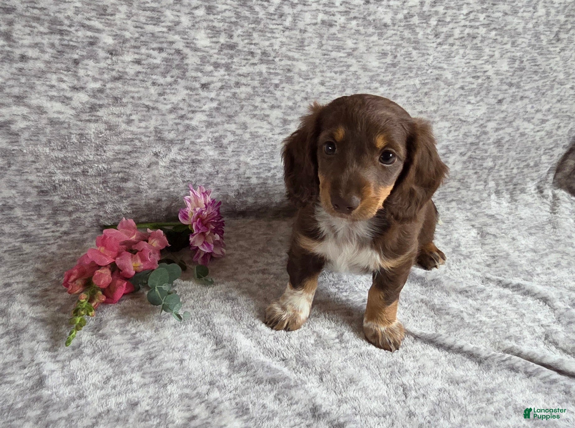Miniature Dachshund dogs June - Ad 1