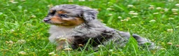Mini Aussiedoodle dogs for sale: Gracie - Ad 9