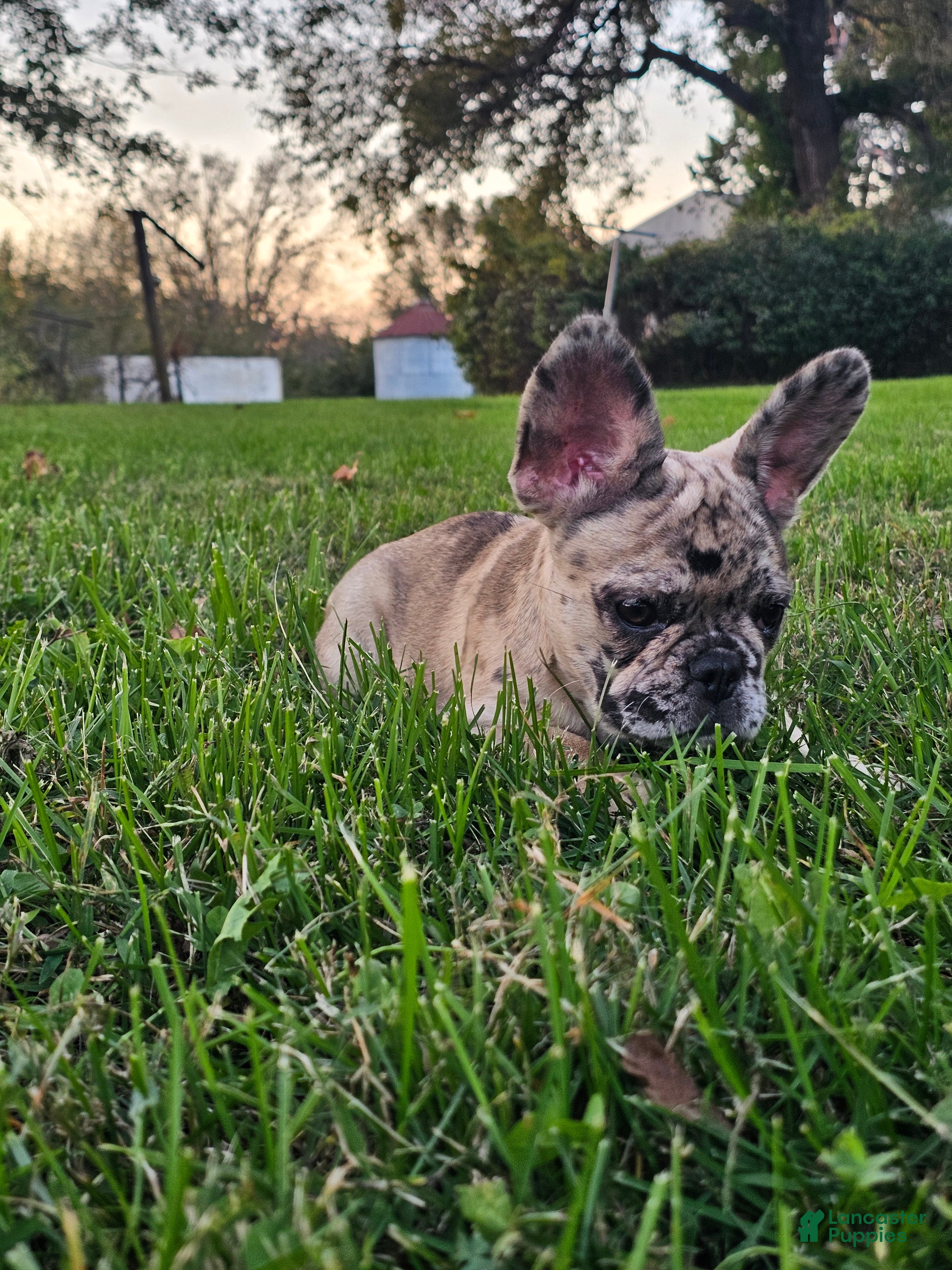 French Bulldog dogs Meadow - Ad 1