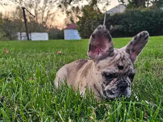 French Bulldog dogs Meadow - Ad 1