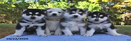 Pomsky dogs for sale: Laska  - Ad 3