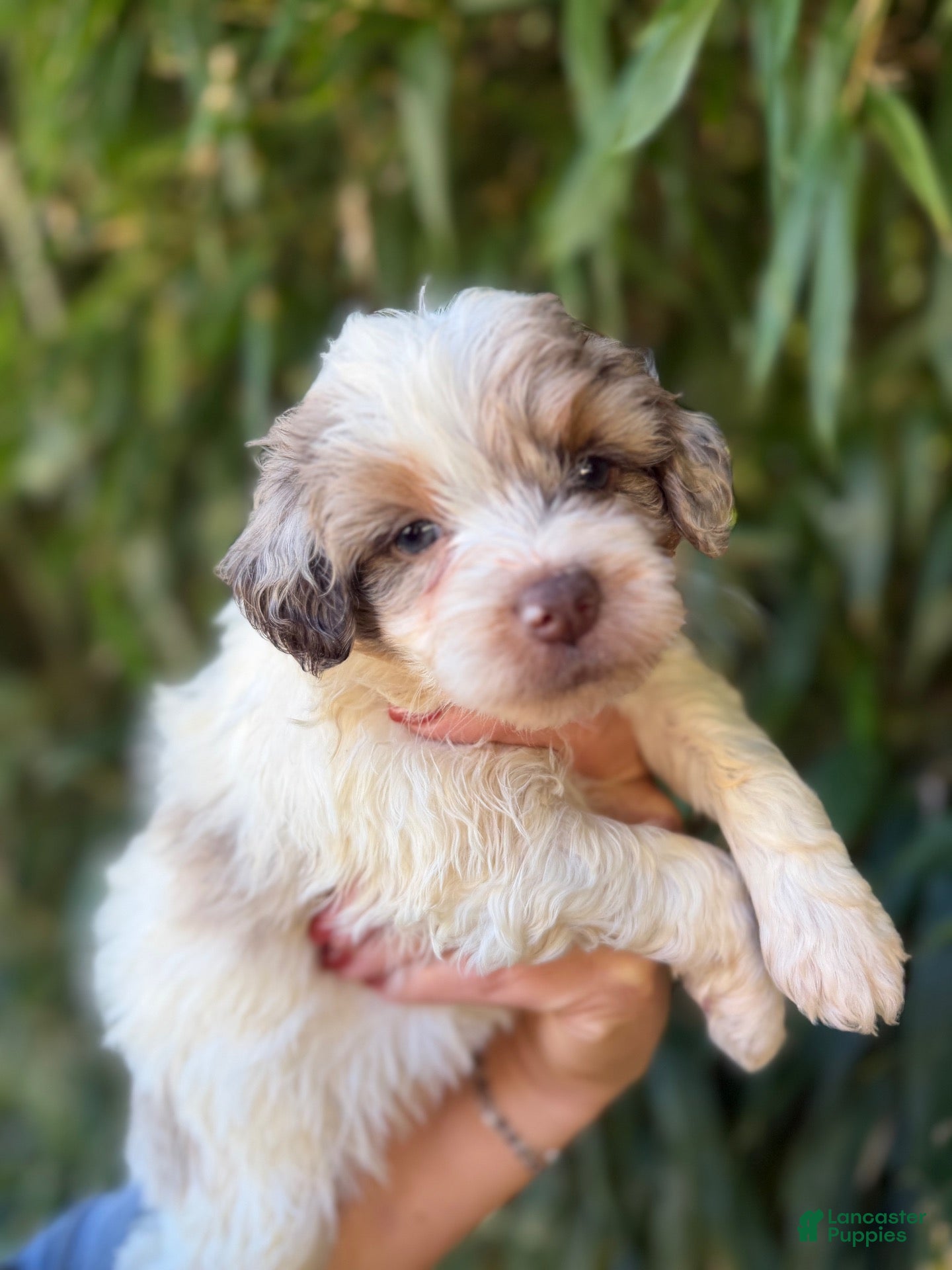 Aussiedoodle (Aussiedoodle, Female) in Tompkinsville, KY