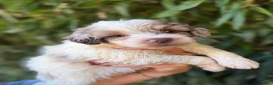 Aussiedoodle 4