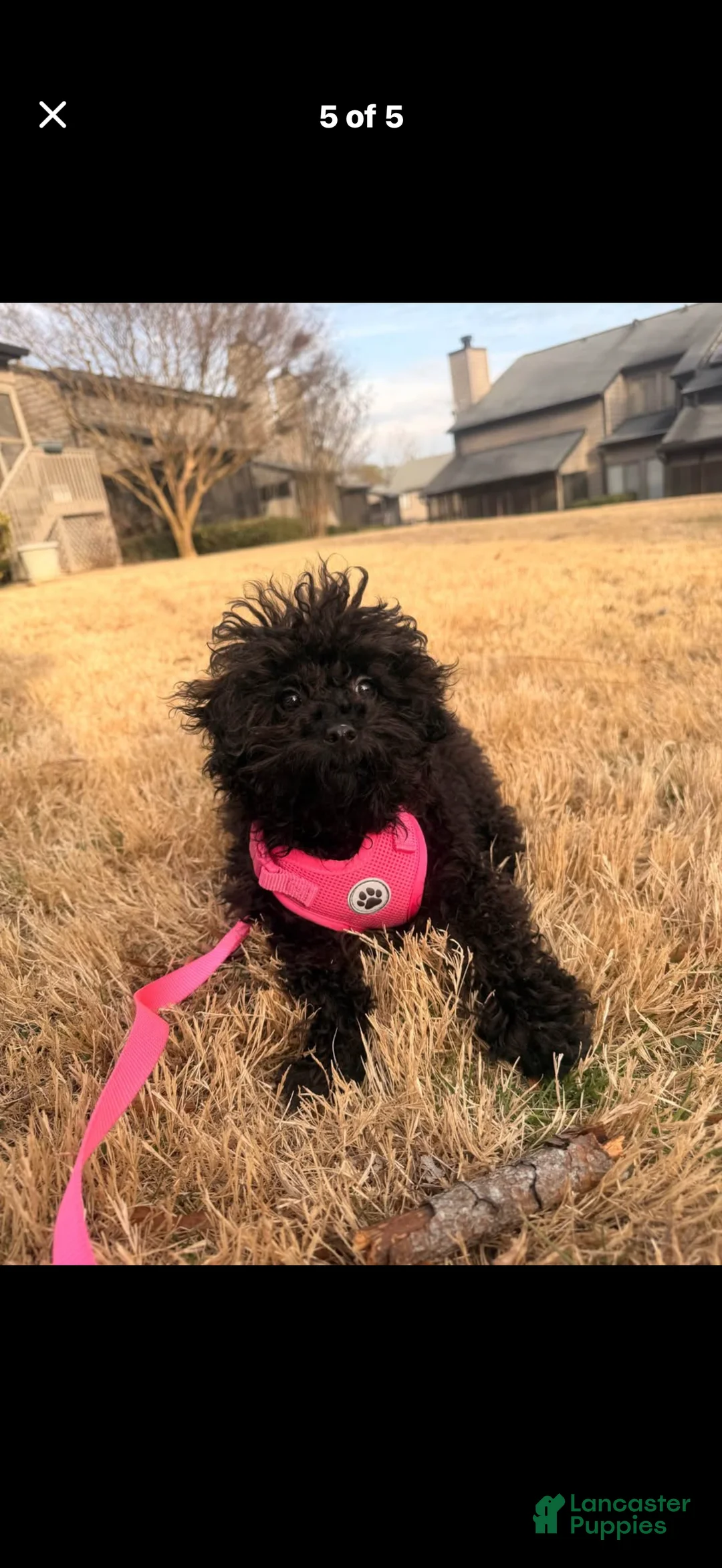 Cavapoo dogs for sale: Chanel - Ad 1