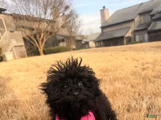 Cavapoo dogs Chanel - Ad 21