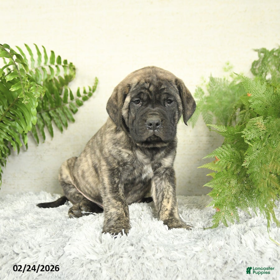 English Mastiff dogs Angel - Ad 2