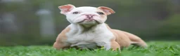 English Bulldog dogs for sale: Anastasia - Ad 6
