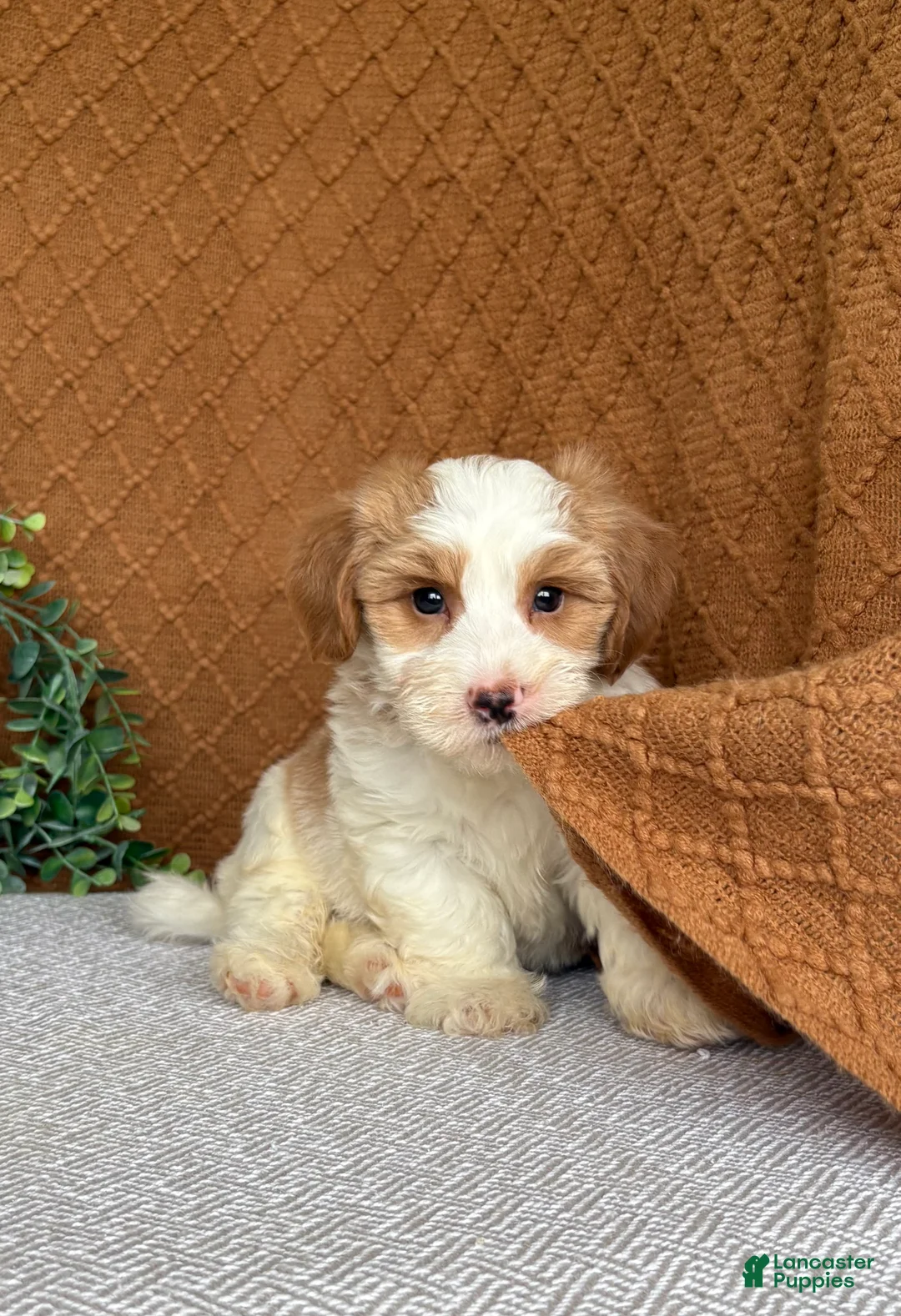 Havanese dogs for sale: Tank  - Ad 1