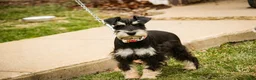 Miniature Schnauzer dogs for sale: Marina - Ad 5