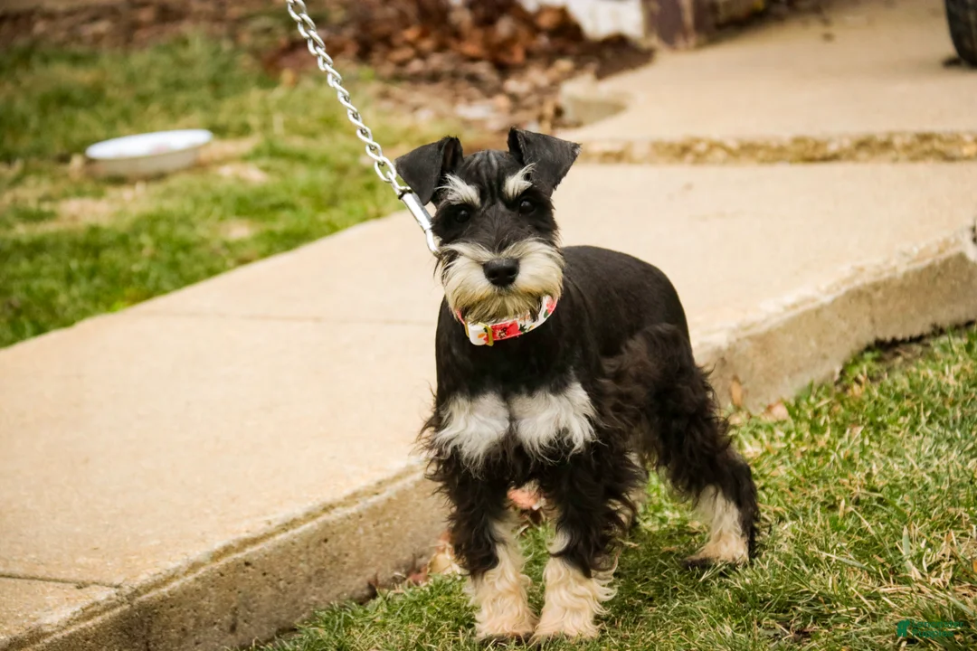 Miniature Schnauzer dogs for sale: Marina - Ad 5