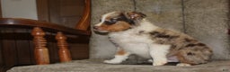 Australian Shepherd dogs for sale: Taco - Ad 7