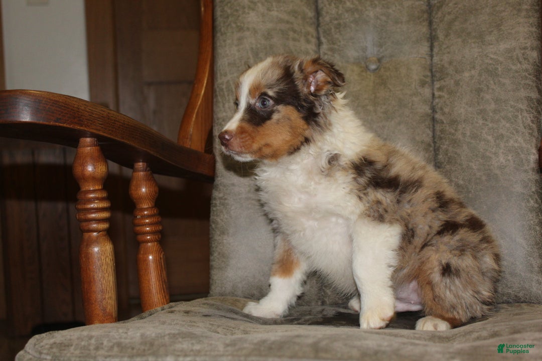 Australian Shepherd dogs for sale: Taco - Ad 7