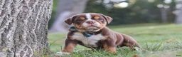 Beabull dogs for sale: Rocket - Ad 9