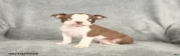 Boston Terrier dogs for sale: Dexter - Ad 2