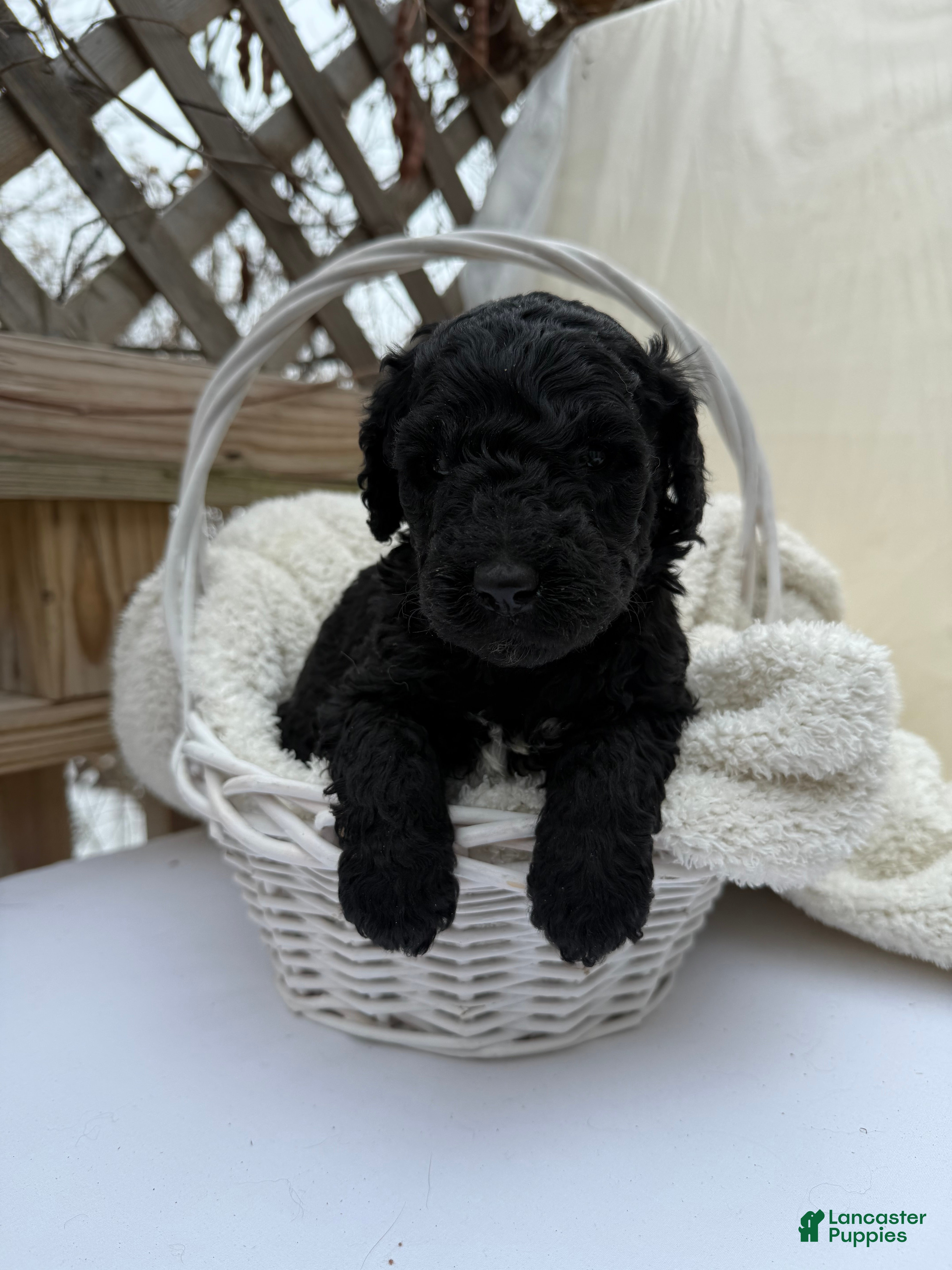 Goldendoodle dogs Coal - Ad 2