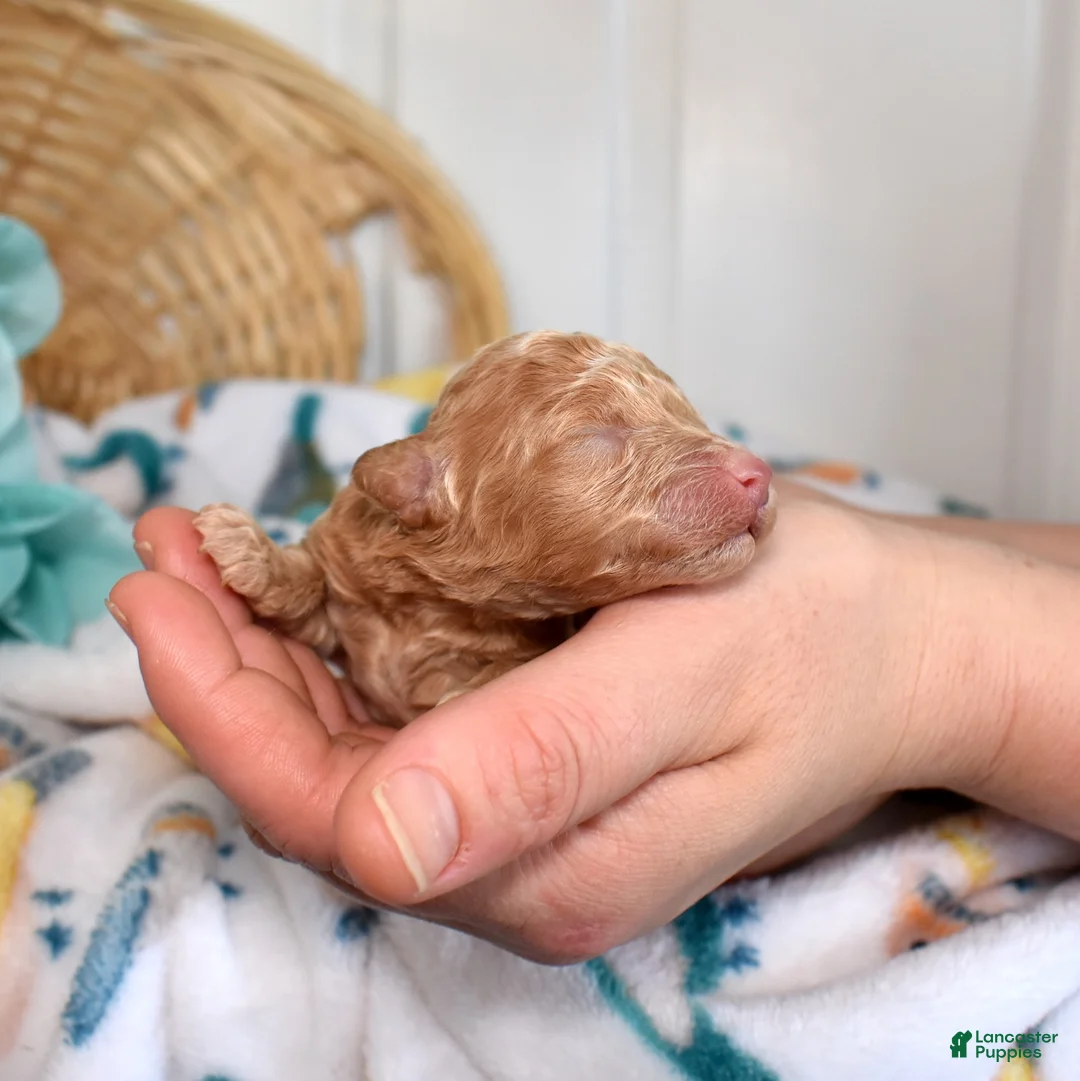 Miniature Poodle dogs for sale: Ruby - Ad 1