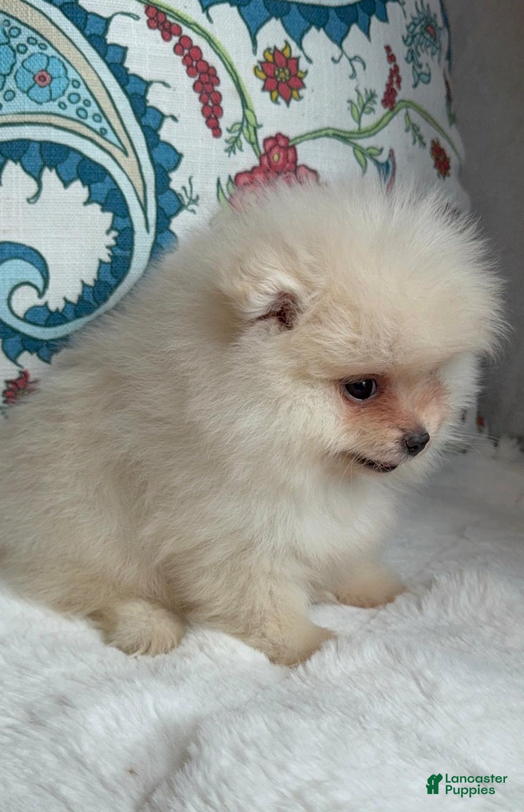 Pomeranian dogs for sale: Pomeranian Puppy Daisy - Ad 10