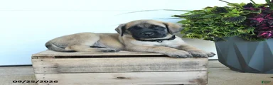 Samson