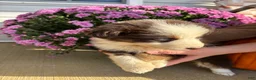 Australian Shepherd dogs for sale: Maple (AKC) - Ad 3