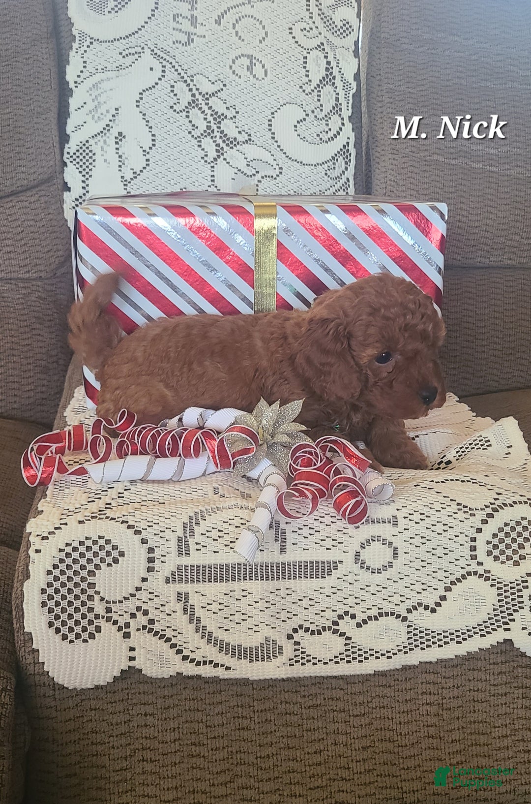 Miniature Poodle dogs for sale: Miniature Poodle Nick  - Ad 1