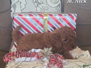 Miniature Poodle dogs Miniature Poodle Nick - Ad 3
