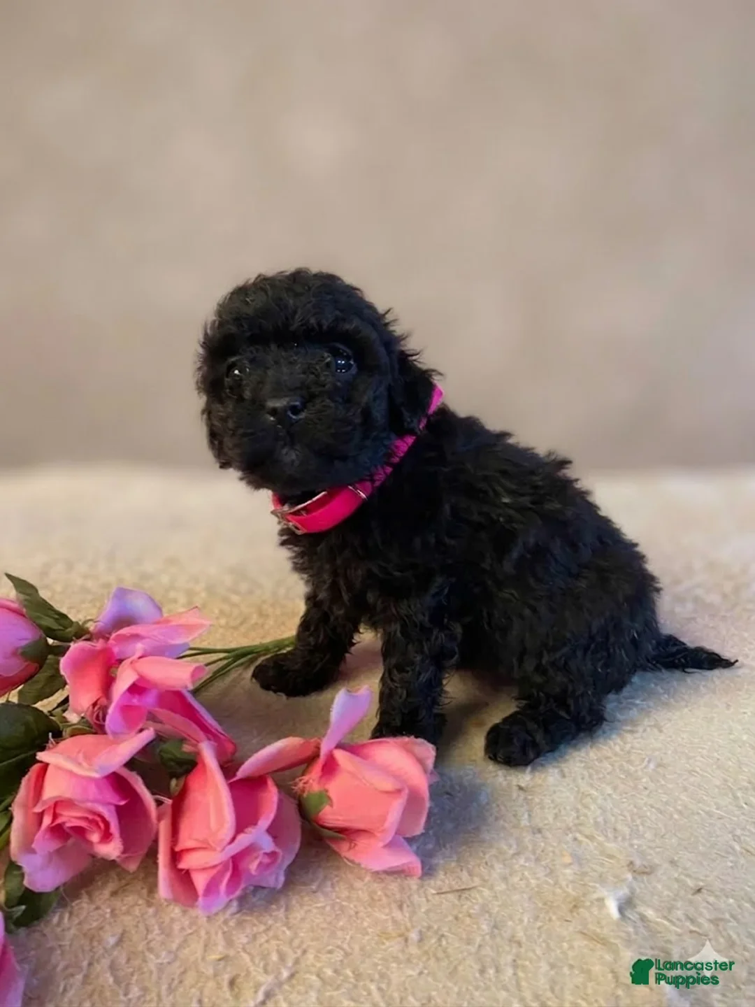 Miniature Poodle dogs for sale: Miniature Poodle Puppy 1 - Ad 2