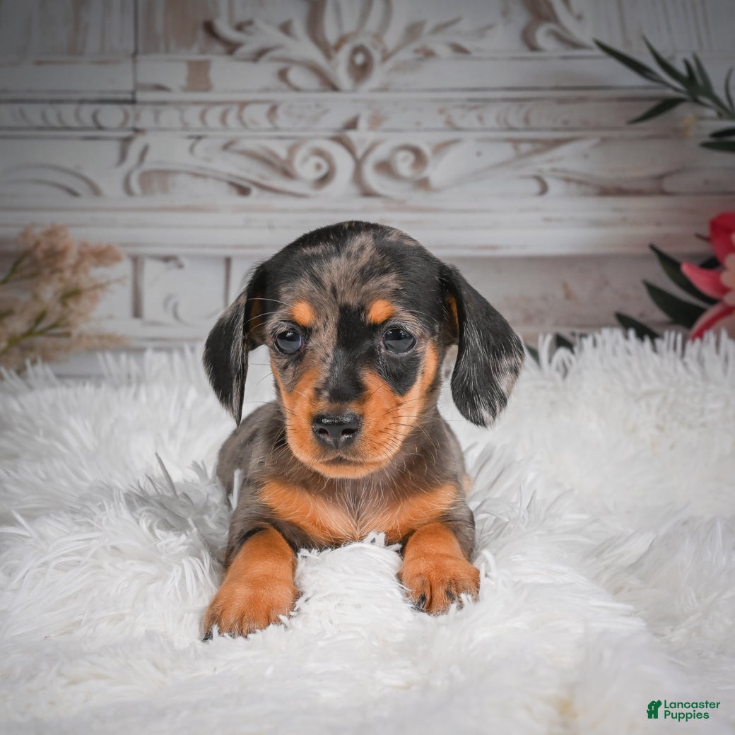Miniature Dachshund dogs AKC-Haley - Ad 2