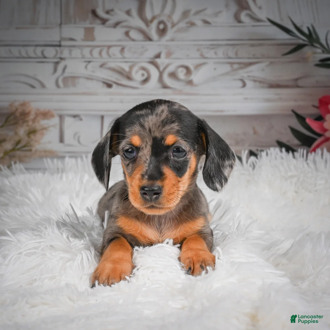 Miniature Dachshund dogs for sale: AKC-Haley - Ad 2