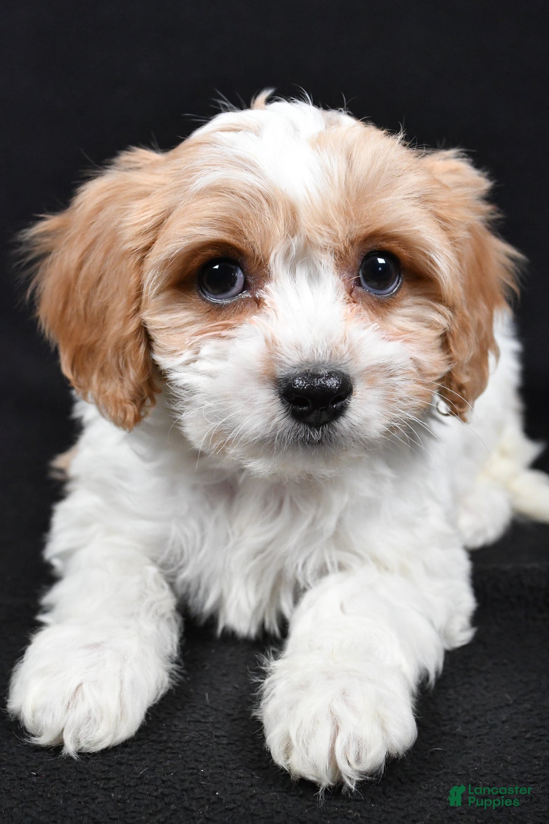 Cavachon dogs for sale: Oscar - Ad 9