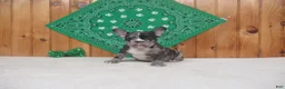 French Bulldog dogs for sale: AKC Cupid - Ad 3