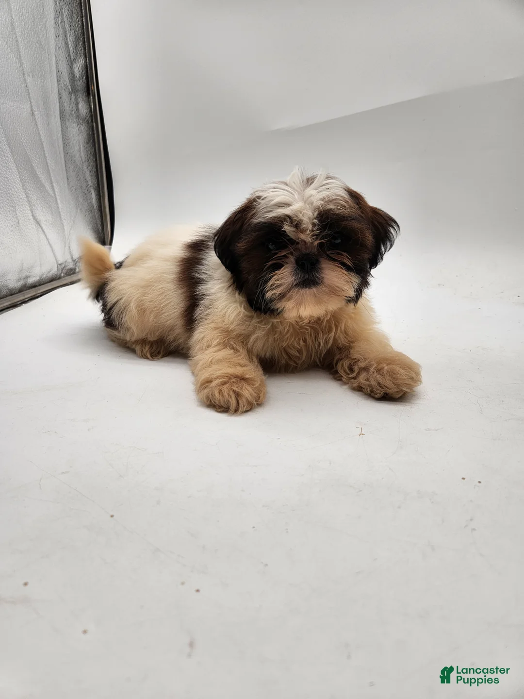 Shih Tzu dogs for sale: Luna - Ad 8