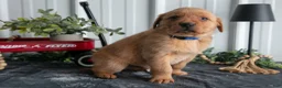 Goldador dogs for sale: Tucker - Ad 3
