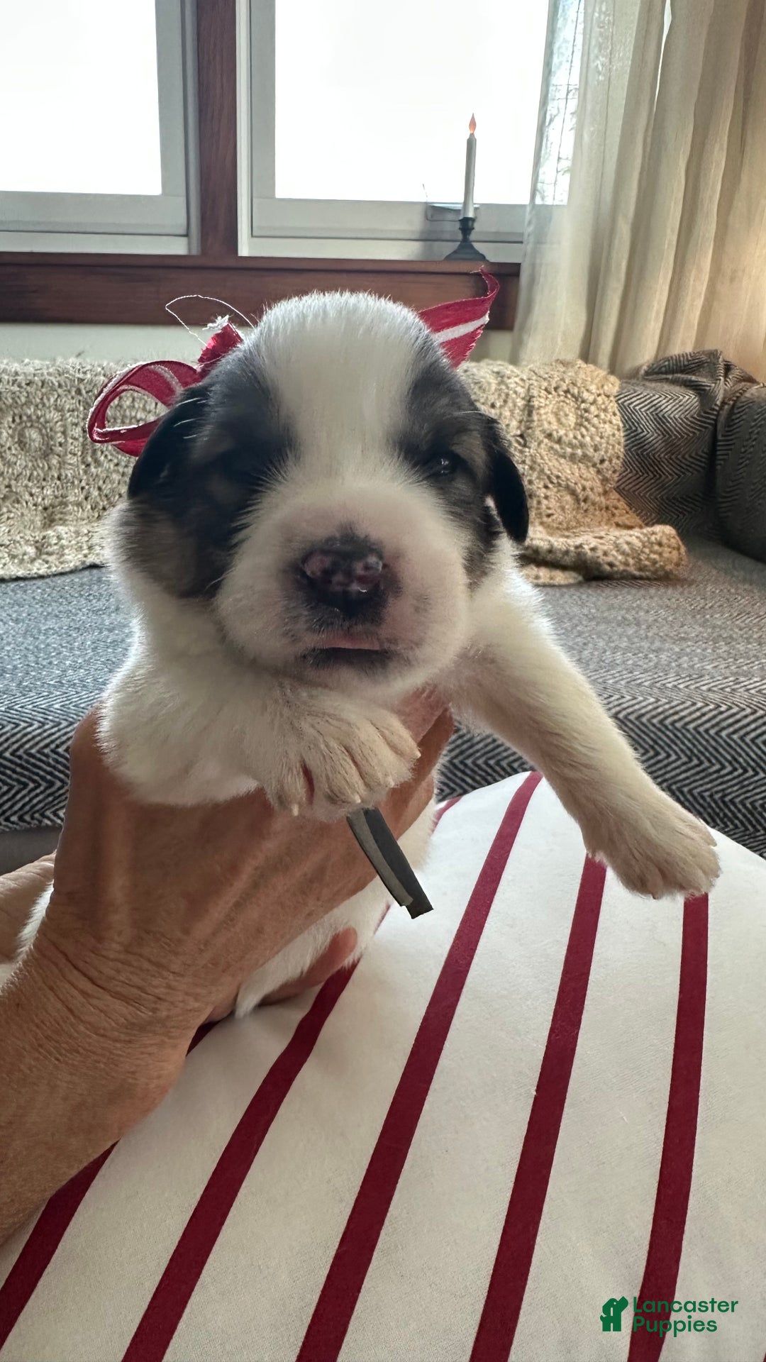 Great Pyrenees dogs for sale: Grey - Ad 1