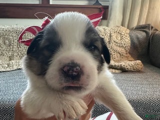 Great Pyrenees dogs Grey - Ad 13