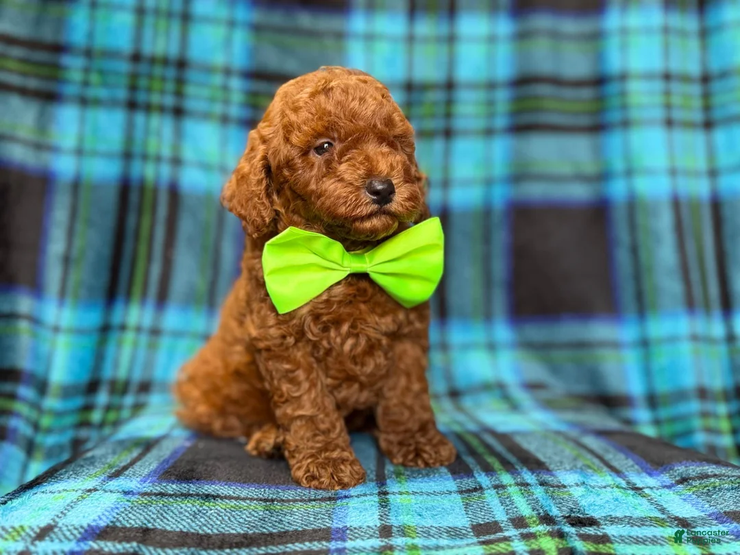 Mini Goldendoodle dogs for sale: Scooby - Ad 2