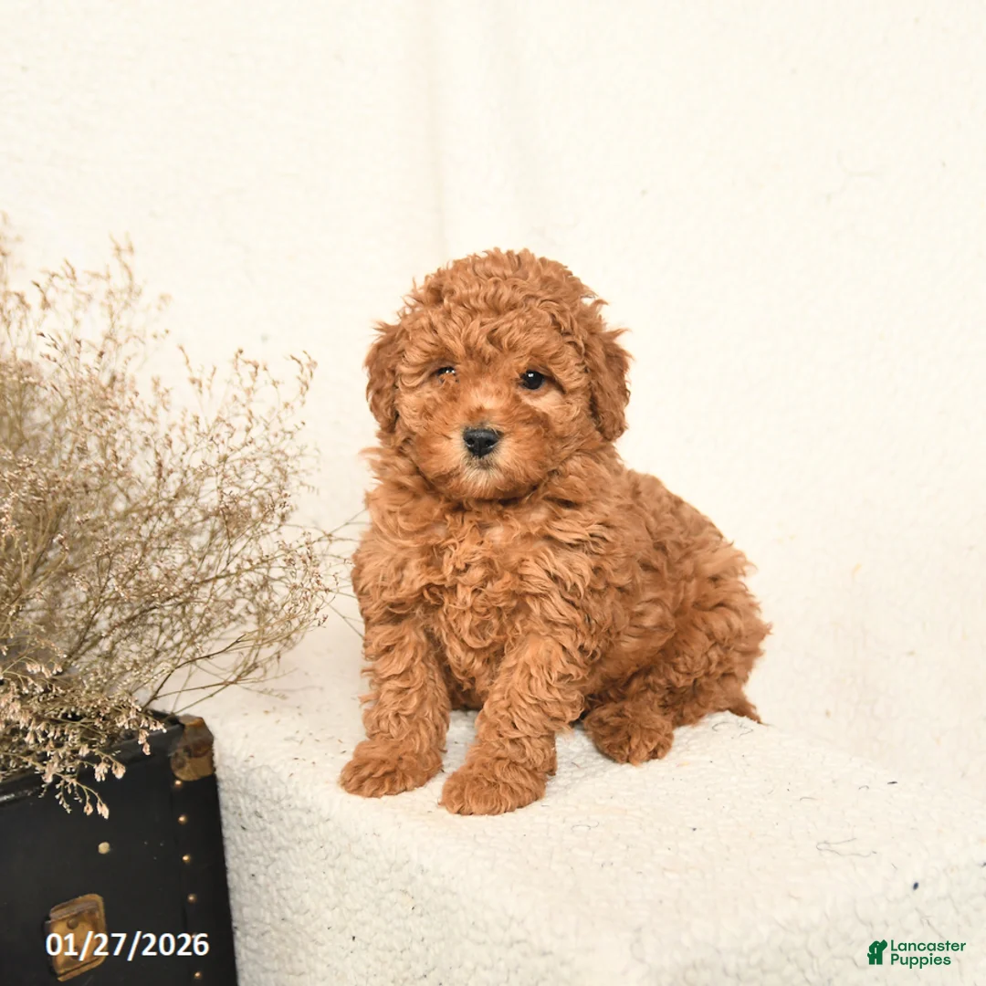 Miniature Poodle dogs for sale: Angel - Ad 1